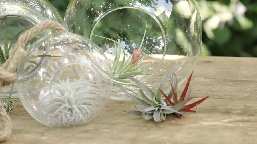 House Plants - Air Plants - Better Homes & Gardens