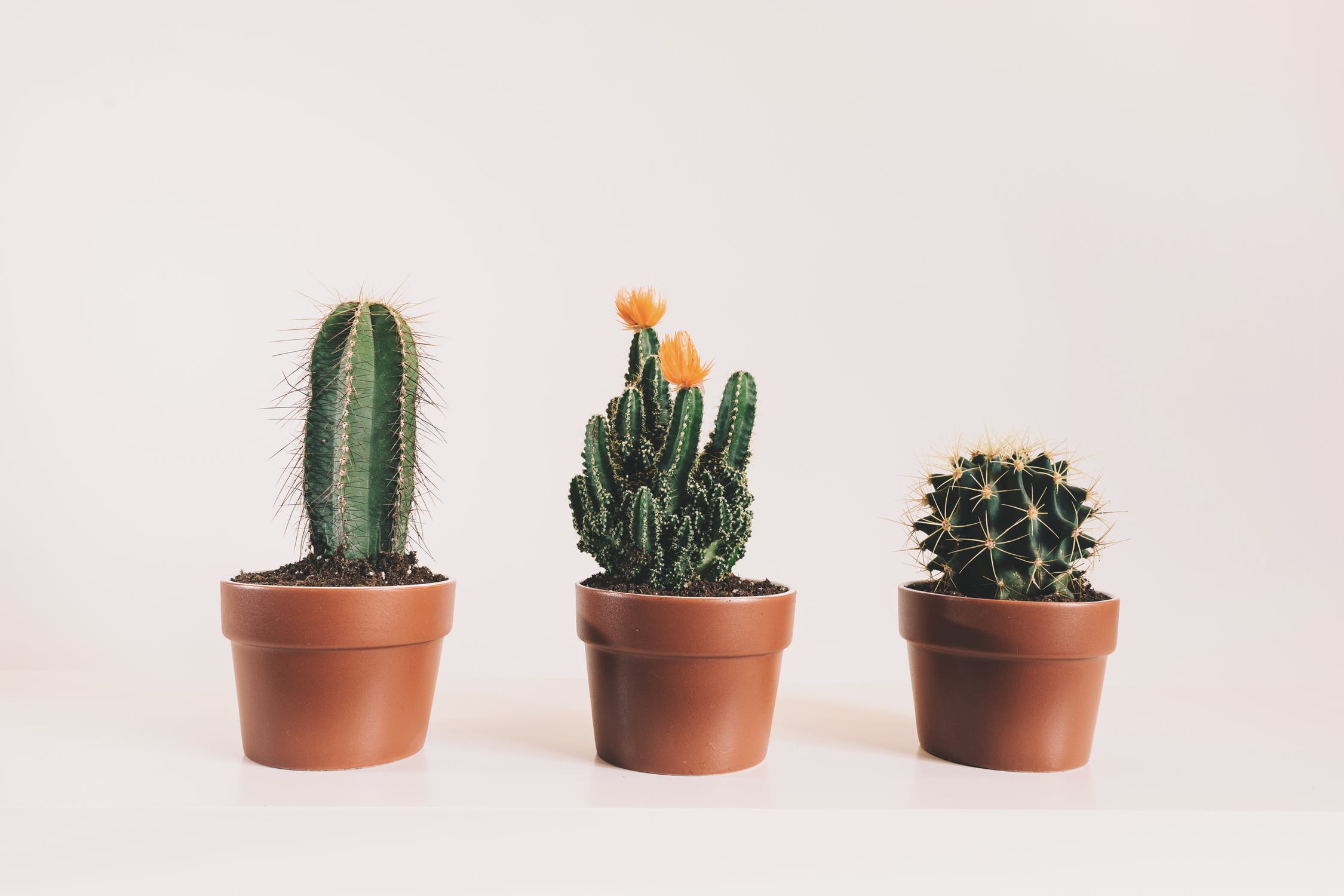House Plants - Cactus