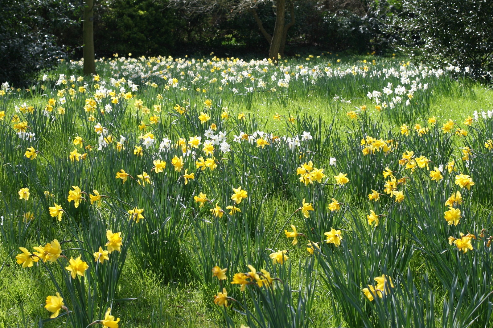 daffodils-2-1376683-1599x1066.jpg